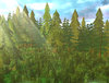Pine Forest.jpg